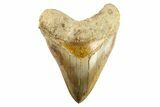 Serrated, Fossil Megalodon Tooth - Indonesia #279199-1